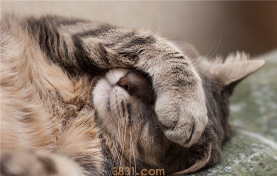 猫做错事怎么办 猫咪做错事千万不能打骂(图2)