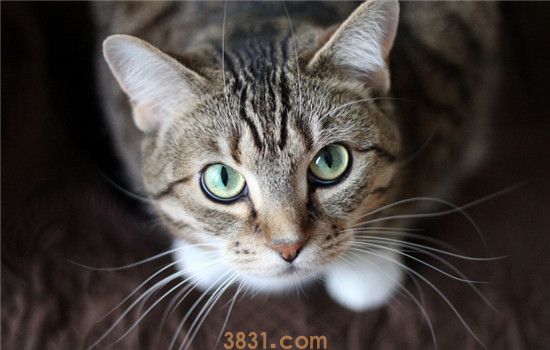 给猫刷牙怎么刷 给猫刷牙要刷多少次才好(图2)