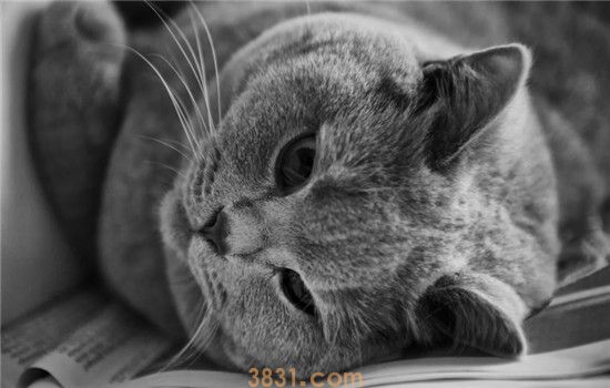猫不舒服的三种表现 要养成观察猫咪健康状况的习惯(图1)
