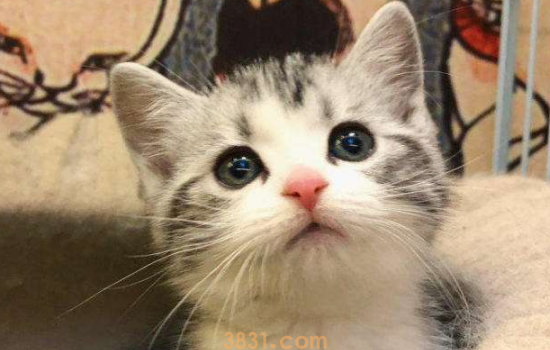 被小奶猫抓伤出血要打针吗 只要出血了就赶紧打针吧!(图1)