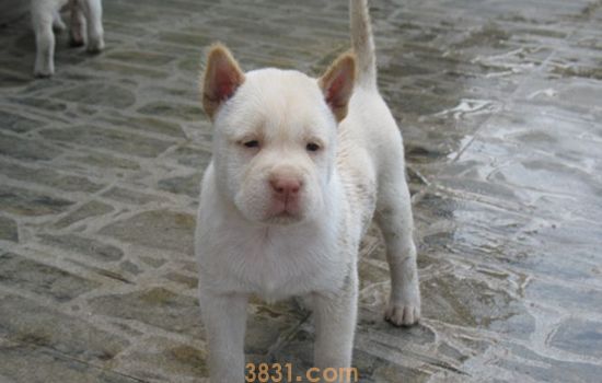 下司犬适合家养吗 下司犬适合看家护院吗?(图1)