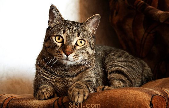 虎斑猫怎么养 如何养出健康身形(图1)