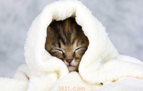 猫瘟临死前表现 注意护理可控制病情(图1)