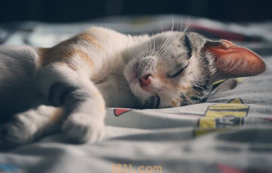 猫瘟临死前表现 注意护理可控制病情(图2)