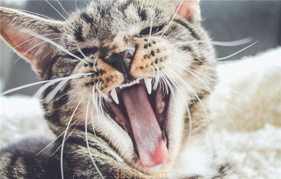 猫口腔炎怎么引起的 猫咪得口腔炎的症状是什么(图2)