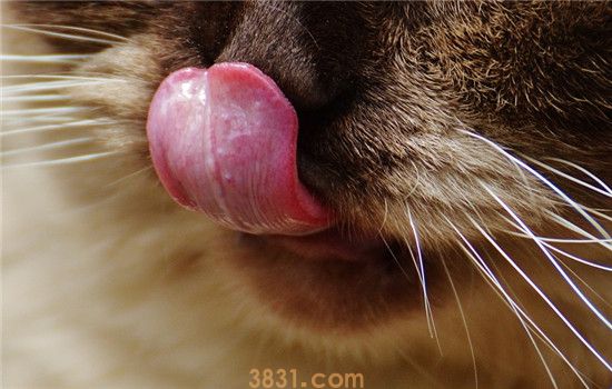 猫口腔炎怎么引起的 猫咪得口腔炎的症状是什么(图1)