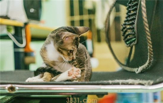 猫软骨病是怎么引起的 猫软骨病的症状是什么(图1)