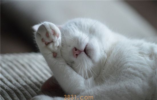 猫软骨病是怎么引起的 猫软骨病的症状是什么(图2)