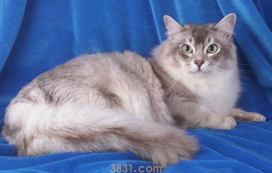 猫咪吃东西不消化吐 你平时是不是给猫喂的太多了?(图1)
