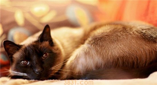 猫咪吐血水是怎么回事 猫咪吐血水是受了内伤吗(图1)