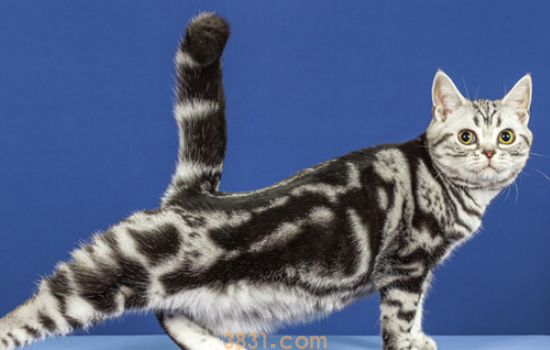 猫用化毛膏真的管用吗? 化毛膏就是用来解决毛球的啊!(图1)