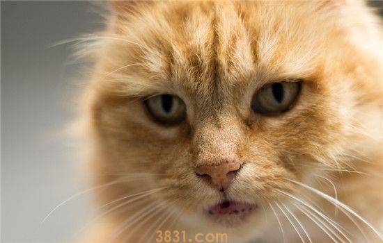 猫咪张着嘴巴呼吸急促 猫咪是得哮喘了吗(图1)