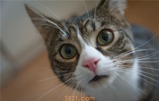 猫咪张着嘴巴呼吸急促 猫咪是得哮喘了吗(图2)