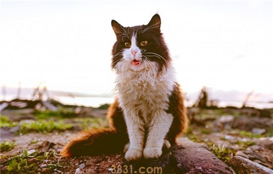 猫咪张嘴吐舌头喘气 猫为什么像狗一样喘气(图1)