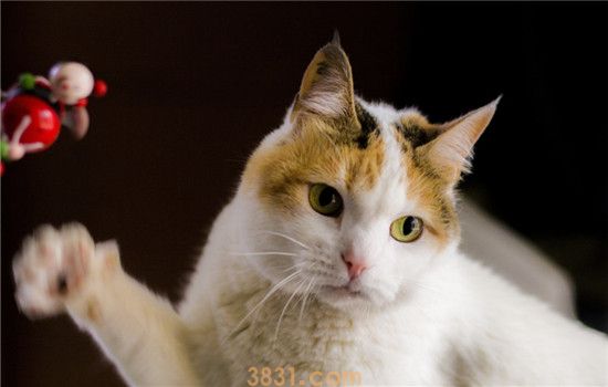 猫咪咬手指代表什么 猫咪咬手指是出于什么心理(图1)
