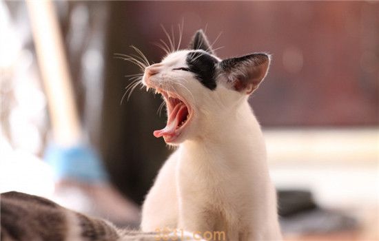猫咪乳房有硬块 猫咪是得乳腺癌了吗(图1)