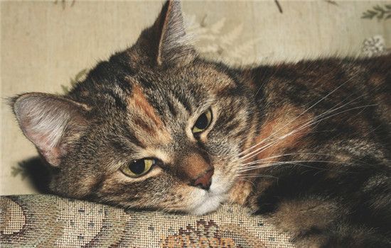 猫咪毛发干燥怎么办 猫咪毛发干燥要注意洗澡频率(图2)