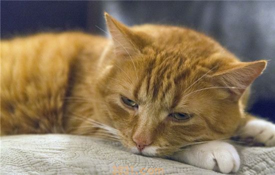 猫要剃毛吗 什么样的猫需要剃毛(图1)