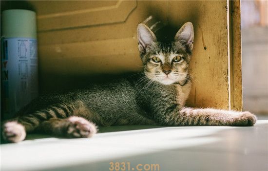 猫要剃毛吗 什么样的猫需要剃毛(图2)