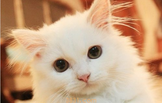 六个月猫吃鱼会拉肚子怎么办 不要乱给幼猫吃东西!(图1)