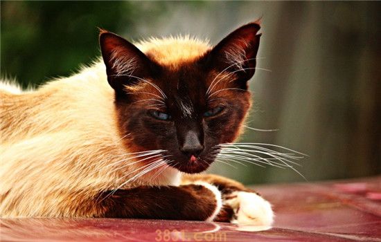 猫咪笼养好还是放养好 笼养猫咪对猫咪有什么危害(图1)