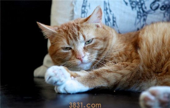 猫咪笼养好还是放养好 笼养猫咪对猫咪有什么危害(图2)