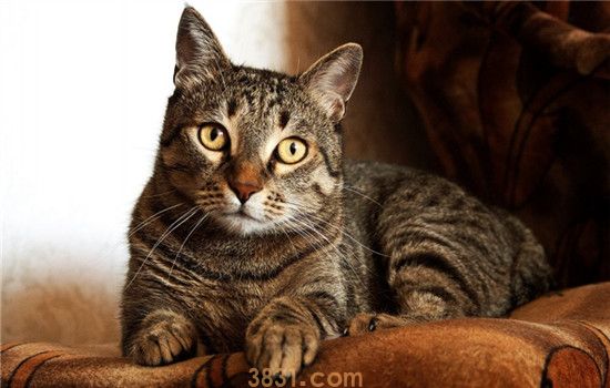 猫吃驱虫药要注意什么 猫咪需要空腹吃驱虫药吗(图1)