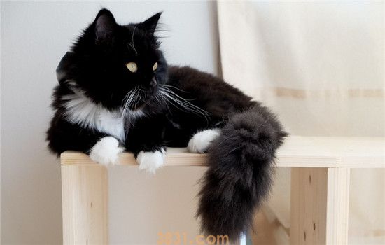 猫吃驱虫药要注意什么 猫咪需要空腹吃驱虫药吗(图2)