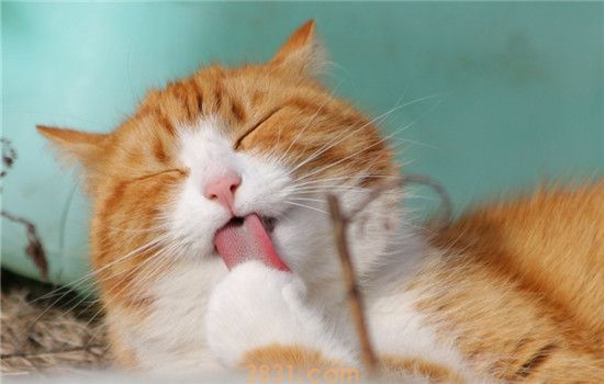 猫吃饱了为什么还叫 猫咪叫唤的原因你知道吗(图2)