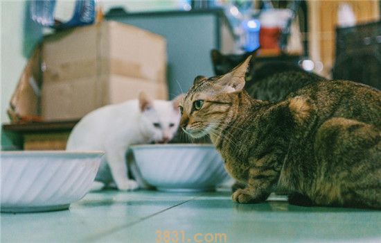 猫吃饱了为什么还叫 猫咪叫唤的原因你知道吗(图1)