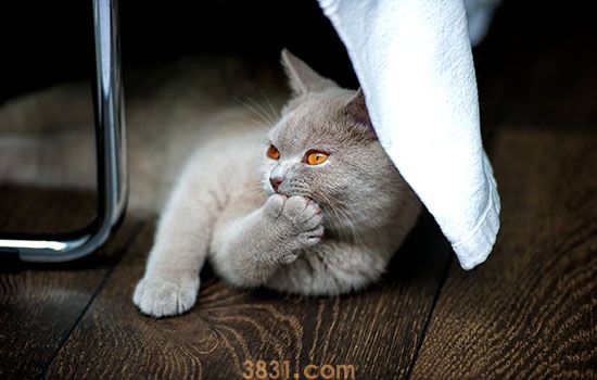 小猫挠了用打针吗 依情况注射狂犬疫苗(图1)