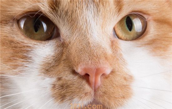 如何判断猫生病了 眼鼻口的分泌物有助于判断(图1)