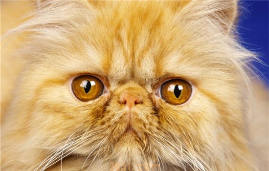 如何判断猫生病了 眼鼻口的分泌物有助于判断(图2)