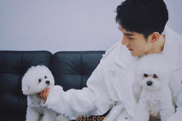 李佳琦的never是什么品种的狗 李佳琦的狗狗是什么狗(图1)