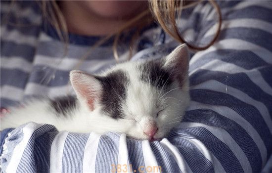 人感冒会传染给猫吗 人畜共患最常见的疾病是什么(图1)