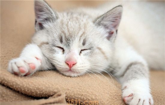 人感冒会传染给猫吗 人畜共患最常见的疾病是什么(图2)