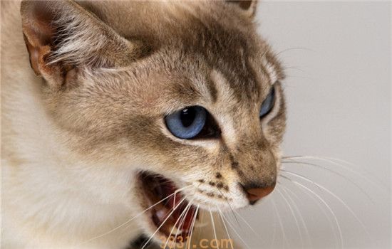 母猫交配后攻击公猫 母猫是不喜欢公猫吗(图1)