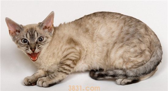 母猫交配后攻击公猫 母猫是不喜欢公猫吗(图2)