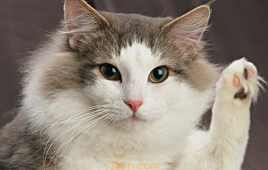 猫咪毛发干枯怎么办 干枯毛发就要赶紧改善了!(图1)