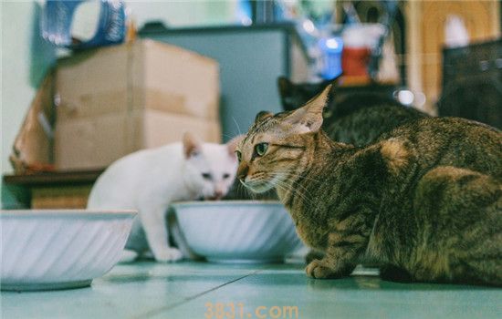 猫咪为什么会护食 猫咪护食是出于天性(图1)