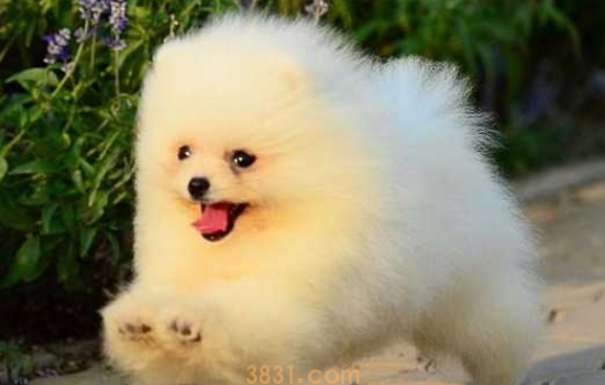 博美犬一般多少元一只 博美犬价格多少钱(图1)