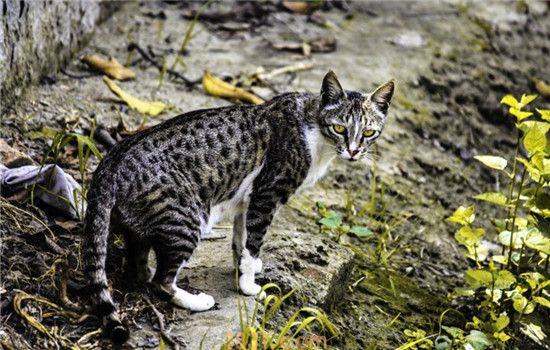 猫可以吹风扇吗 给猫吹风扇的讲究你知道吗(图1)