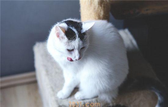 猫咪可以吹风扇吗 给猫咪吹风扇需要注意什么(图1)