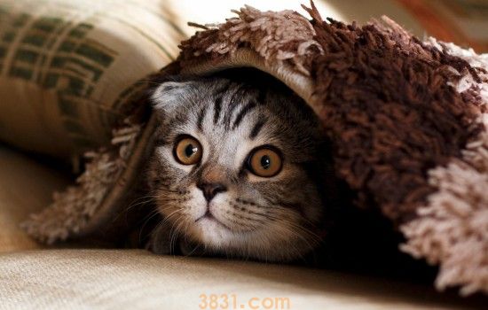 猫睁着眼睛睡觉 背后的原因是什么呢?(图1)
