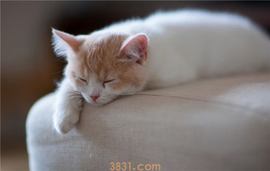 猫晚上突然叫 猫咪为什么会半夜惨叫(图1)
