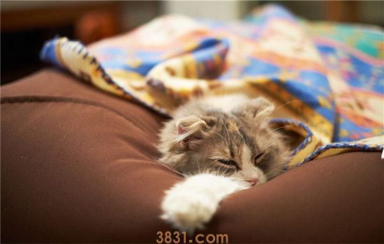 猫晚上突然叫 猫咪为什么会半夜惨叫(图2)