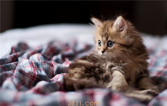 猫咪出血是怎么回事 是不是猫咪来大姨妈了(图1)