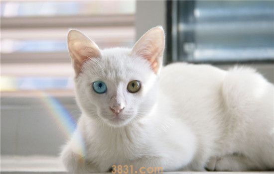 母猫会来月经吗 猫咪为什么不会来大姨妈(图1)