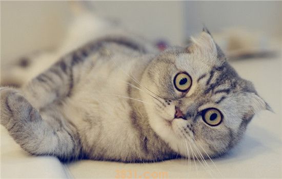 母猫会来月经吗 猫咪为什么不会来大姨妈(图2)