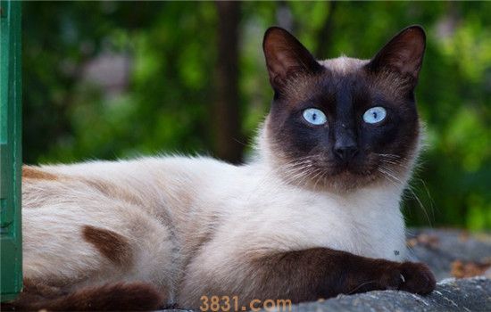 猫咪所需的营养有哪些 这些营养缺一不可(图1)